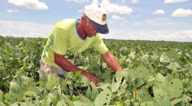No Tocantins, agricultores familiares vão produzir matéria prima para biodiesel