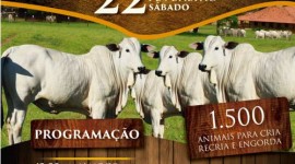 Sindicato Rural de Araguaína e JM Leilões realizarão leilão de gado de corte