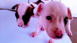 Oito animais estão disponíveis para adoção no CCZ de Araguaína