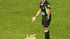 Cão deita e rola enquanto árbitro tenta tirá-lo do gramado no Tocantinense