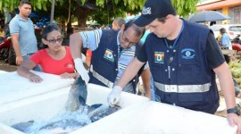 Vigilância Sanitária fiscaliza peixes à venda para Semana Santa em Araguaína