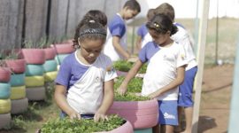 Hortas sustentáveis ajudam na educação alimentar e pedagógica dos alunos