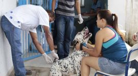Dia D da vacinação antirrábica e o encoleiramento de cães pretende beneficiar quase 25 mil animais em Araguaína