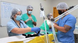 Com pouco mais de três anos de funcionamento, Centro de Castração de Araguaína já realizou cerca de 3.800 cirurgias