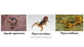 Araguaína registra a primeira aparição de escorpião do gênero Tityus serrulatus