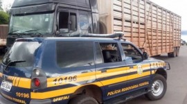 Em Guaraí, PRF flagra condutor de 18 anos inabilitado dirigindo carreta carregada com 58 bois
