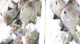 PROCON Tocantins orienta o consumidor sobre a compra de pescado