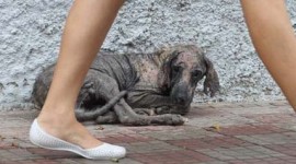 Prefeitura conscientiza população a entregar animais com Calazar