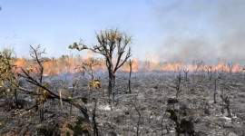 Dia D de combate a queimadas em Araguaína