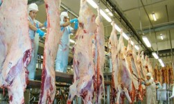 Sindicarnes defende união da cadeia da pecuária para melhorar remuneração ao produtor e obter acesso a outros mercados exigentes