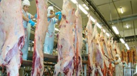 Em Araguaína, Friboi abate quase 17 mil animais e movimenta mercado da carne no Tocantins