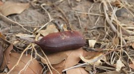 Projeto vai combater a desnutrição infantil utilizando a farinha de jatobá