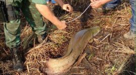 Naturatins faz balanço positivo de resgate e soltura de animais em rios tocantinenses