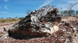 Monumento Natural das Árvores Fossilizadas do Tocantins completa seu 16º aniversário