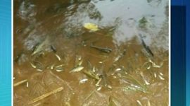 Moradores registram morte de peixes no rio Lontra, em Araguaína