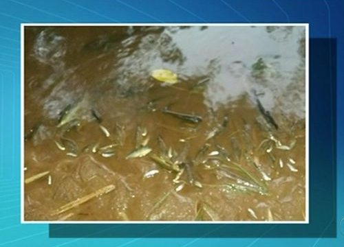 Moradores registram morte de peixes no rio Lontra, em Araguaína