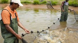 Décimo terceiro do ranking nacional, Tocantins é o 4º maior produtor de pescado da região norte, aponta Anuário da Piscicultura 2016