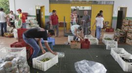 Mais de 300 agricultores familiares são aprovados no Compra Direta