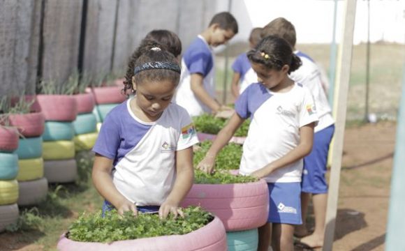 Hortas sustentáveis ajudam na educação alimentar e pedagógica dos alunos