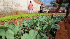 Projeto de ressocialização conta com horta da parceria entre Prefeitura e Judiciário