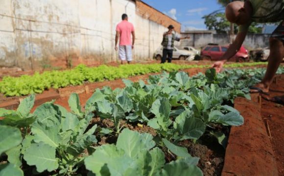 Projeto de ressocialização conta com horta da parceria entre Prefeitura e Judiciário