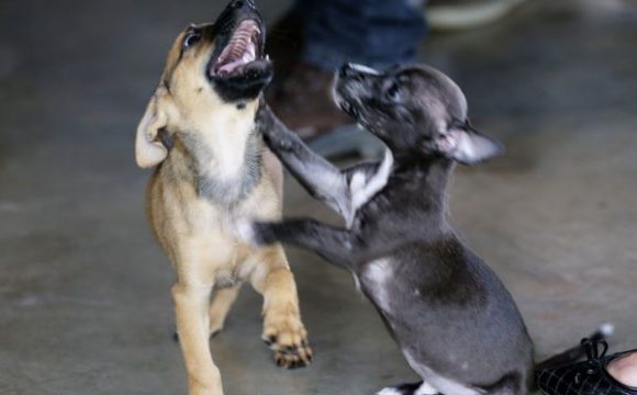 Projeto Adote promove a adoção de 265 animais em Araguaína