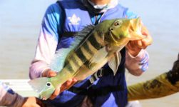 8º Torneio Araguaína de Pesca Esportiva será realizado nos dias 4 e 5 de julho