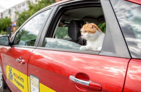 Maxim: Aplicativo lança serviço de transporte de pets em Araguaína