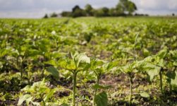 Manejo nutricional se consolida como diferencial competitivo para a produtividade no Matopiba