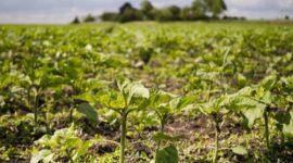 Manejo nutricional se consolida como diferencial competitivo para a produtividade no Matopiba